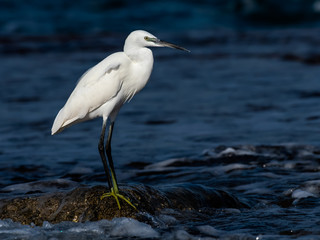 Little Egret Fishing on the Seashore