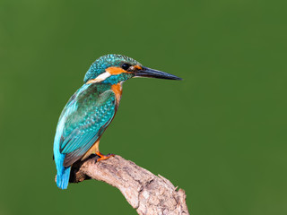 Common Kingfisher Portrait on Green Background