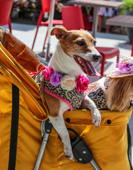 Two Dogs in  A Stroller 