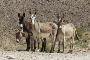 Naklejka premium Wild burros, Silvercreek Road, Black Mountains, Mojave County, Oatman, Arizona.