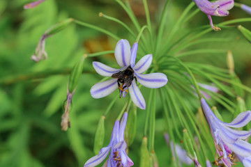 Bee in a flower