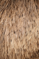 Detailed close up of Australian emu feathers