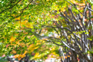 Fototapeta na wymiar Beautiful maple leaf tree in autumn season