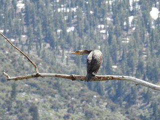 Double-crested cormorant, Eastern Sierra Nevada Mountains, Twin Lakes, California. 