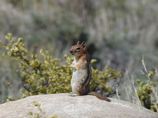Naklejka na ściany i meble Golden-mantled ground squirrel, Eastern Sierra Nevada Mountains, California.