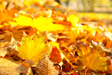 Naklejka na ściany i meble Fallen leaves on ground in autumn park, closeup
