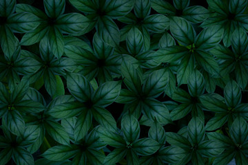 Green leaves background.Green leaves color tone dark in the morning.Tropical Plant in Thailand,environment,good air.photo concept nature and plant.