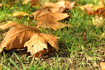 Fallen leaves on ground in autumn park, closeup