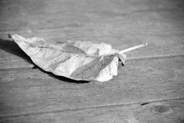 Dead leaf on a wooden boardwalk