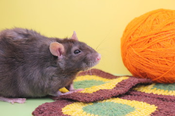 A black decorative rat and an orange ball of knitting thread.