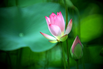 Obraz premium The pink lotus flower that is about to bloom, it seems to be a watercolor painting in the morning light.