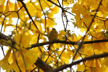 ipê amarelo e Canário da terra