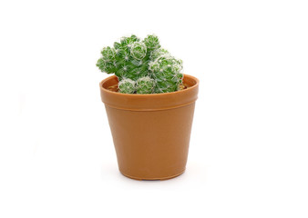 Cactus in pot isolated on white background. Potted ornamental plants for absorb electromagnetic (EMF) radiation from computer in office, ecosystem friendly office and healthy environment concepts. 