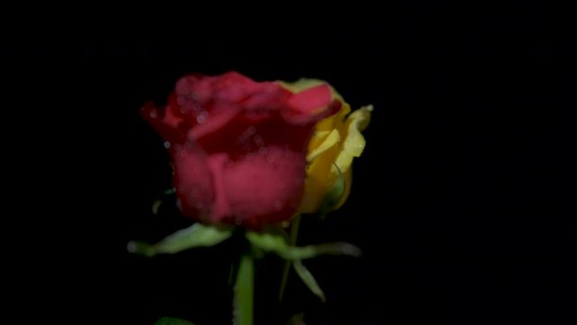 Dancing roses in the night. Red and yellow rose in the dark.