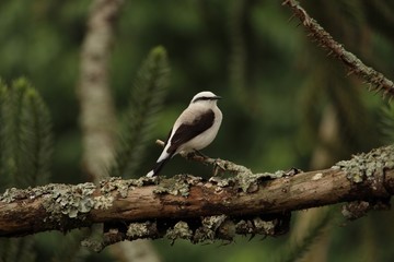 Lavadeira mascarada, Fluvicola nengeta