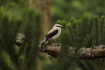 Lavadeira mascarada, Fluvicola nengeta Brasil, Rio de Janeiro, silvestre