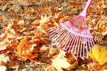 Obraz premium Cleaning of autumn leaves in park