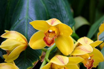 Yellow Cymbidium Orchids (corsage orchid) 'Yellow submarine' flowers blooming in the conservatory....