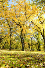 Beautiful trees in autumn park