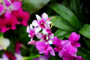Dendrobium hybrid orchid red pink and white flowers blooming in the garden. Green orchid leaves. Floral pattern. Macro.