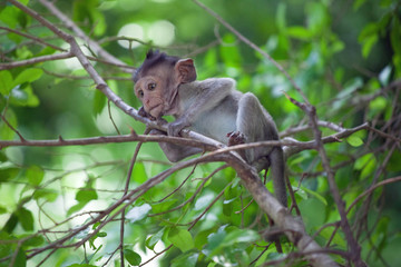 可愛いサル