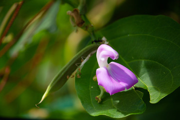 ナタマメ（なた豆・刀豆・鉈豆）（学名： Canavalia gladiata）のピンクの花とマメ