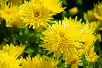 黄色の食用菊（日本、料理に使う菊、食べられます）