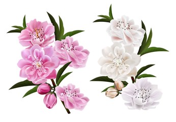 Branch of cherry blossom with flowers and leaves on white background.