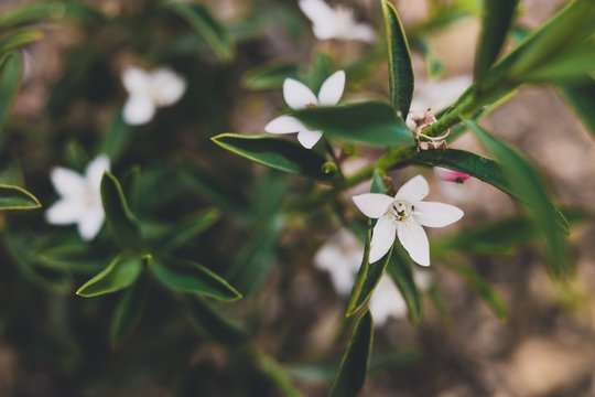native Australian white eriostemon philotheca plant with tiny flowers close-up shot