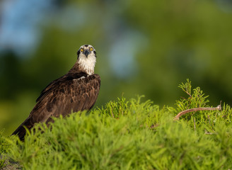Fototapeta premium Osprey in Florida 