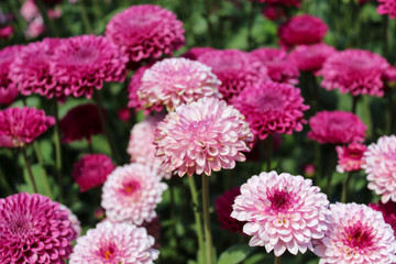 pink flowers