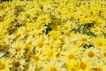 yellow flowers