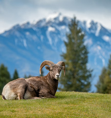 Bighorn Sheep in Canada 