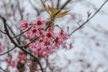 pink flower Prunus cerasoides ดอกพญาเสือโคร่ง