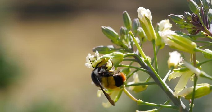 A closeup on a bumble bee as it pollinates flowers