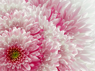 chrysanthemums flowers. light pink and white  background. floral collage. flower composition. Nature.