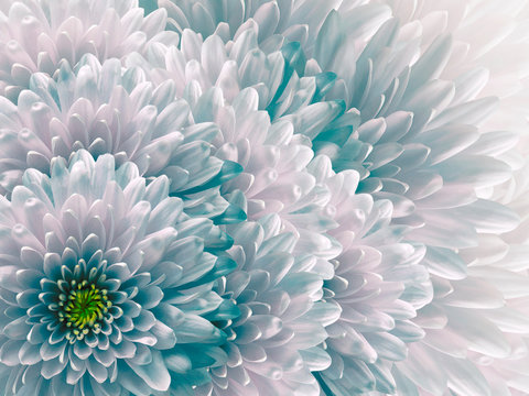 chrysanthemums flowers. turquoise and white background. floral collage. flower composition. Nature.