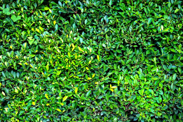 Green Leaves background 002