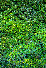 Green Leaves background 001