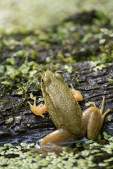 Green Frog