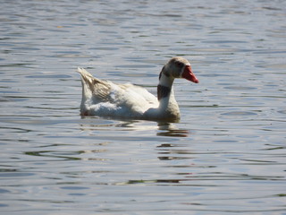 Fototapeta premium Duck swimming in a pond
