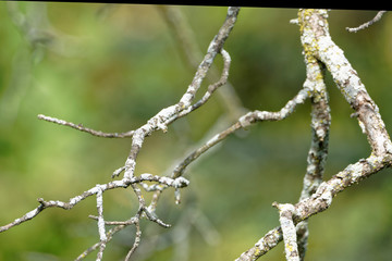 barbed wire on a background of blue sky