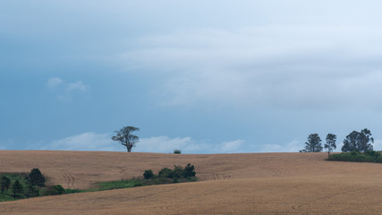 Obraz premium The soybean field and the rural landscape 01