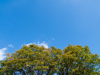 秋晴れの青空と紅葉し始めたケヤキ