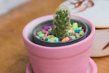 Cactus pot house plant in pot standing on table