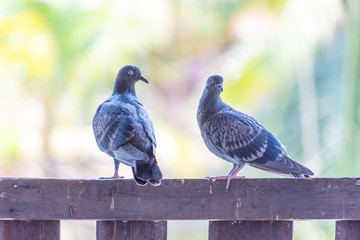 Wild pigeons have light gray hairs. There are two black bands on each wing. But both wild birds and birds have a variety of colors