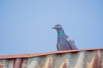 Wild pigeons have light gray hairs. There are two black bands on each wing. But both wild birds and birds have a variety of colors