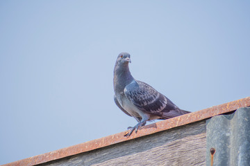 Wild pigeons have light gray hairs. There are two black bands on each wing. But both wild birds and birds have a variety of colors