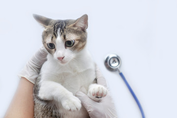 Sick cat lying on the vet hand for a physical examination on white background. with copy space.