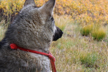 Shepherd dog in the Altai Mountains